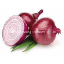 Top Quality Chinese Fresh Red Onion